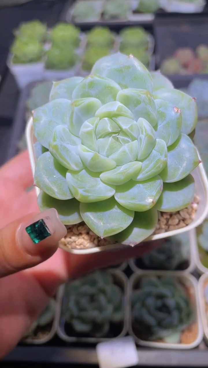 072爆珠珍妮量拍随机发一颗