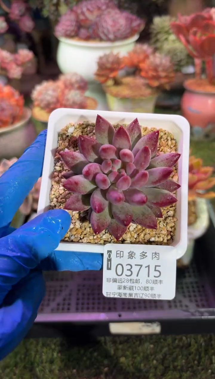 【闪购商品】03715