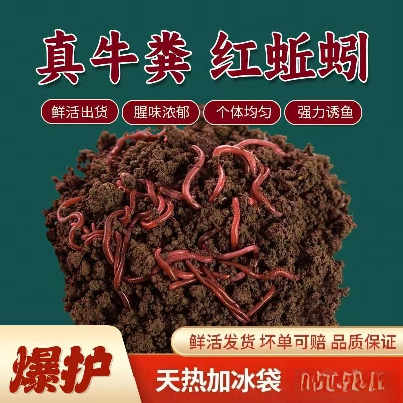 鱼饵钓鱼蚯蚓活体泡制野钓鲫鱼黑坑通杀饵料鱼食仿生红虫活饵鲜活
