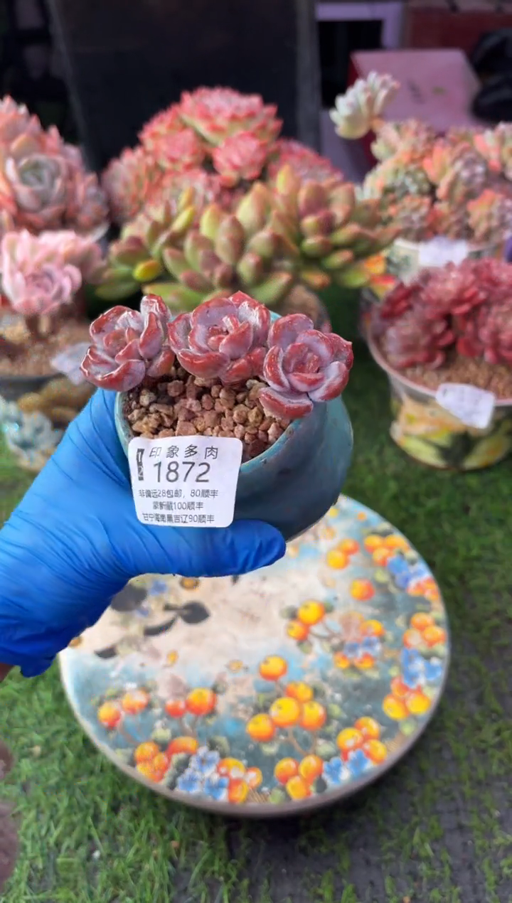 昆明印象多肉1872