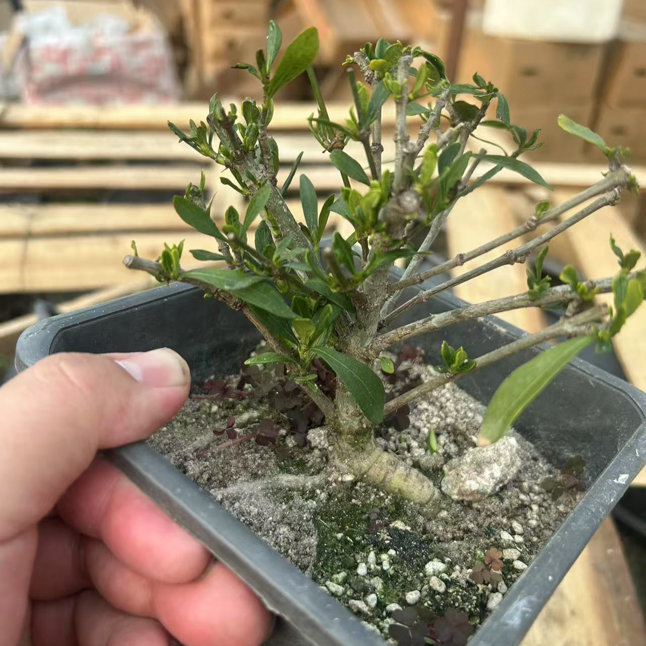 日货矮霸清誉栀子花