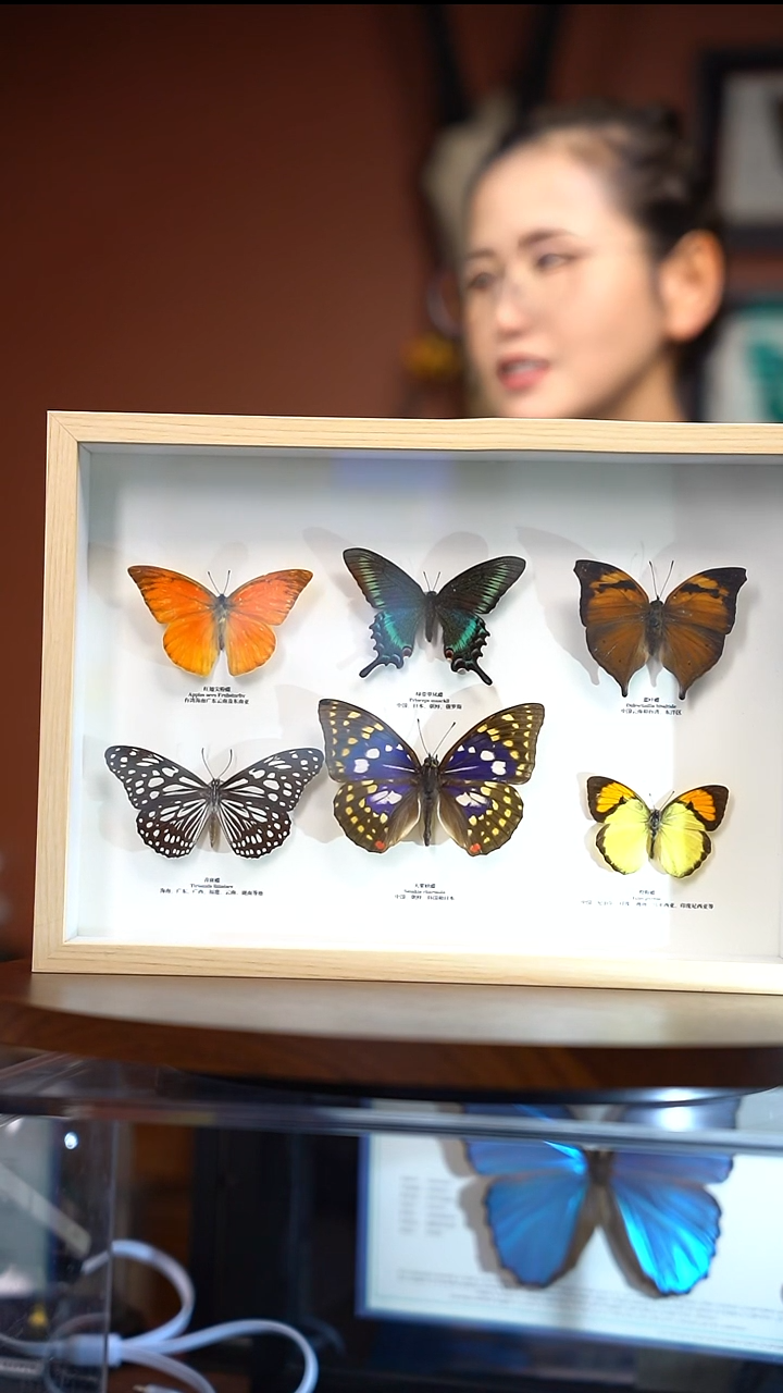 6蝴蝶组合小绿带版（常规）