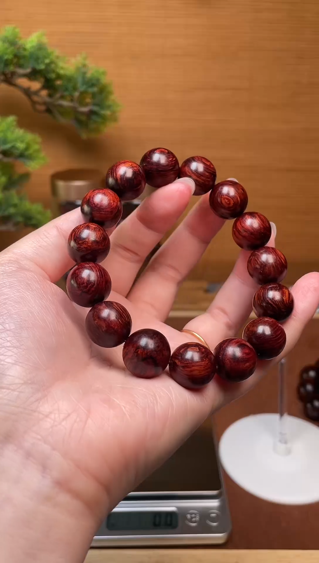 木海南红降1.5***