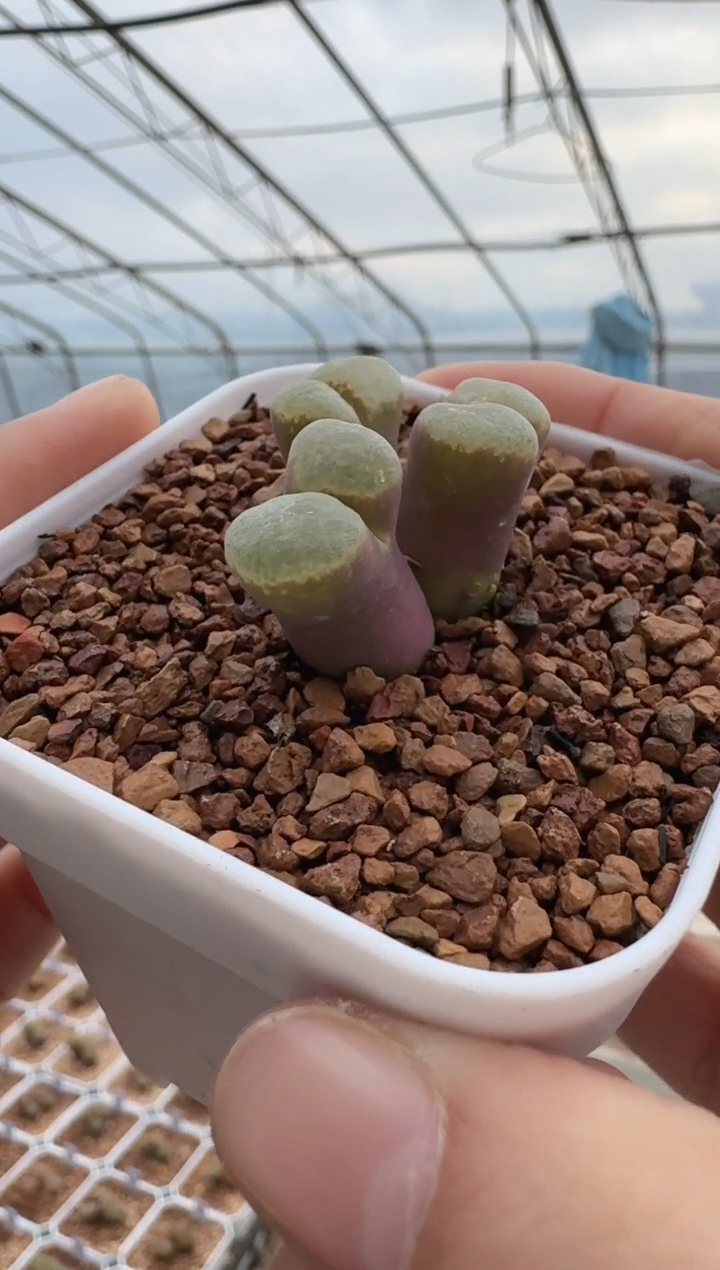 74多肉植物肉锥一颗