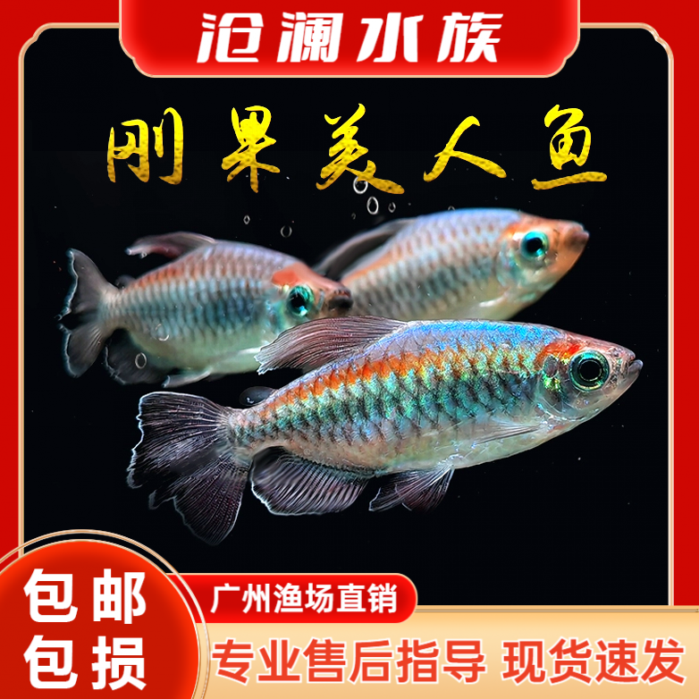 刚果美人耐活美人石美人蓝美人鱼热带观赏鱼小型淡水鱼群游活体鱼
