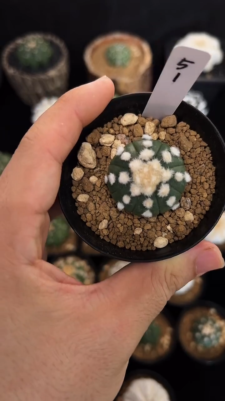阿*?炸毛大油实生编码51