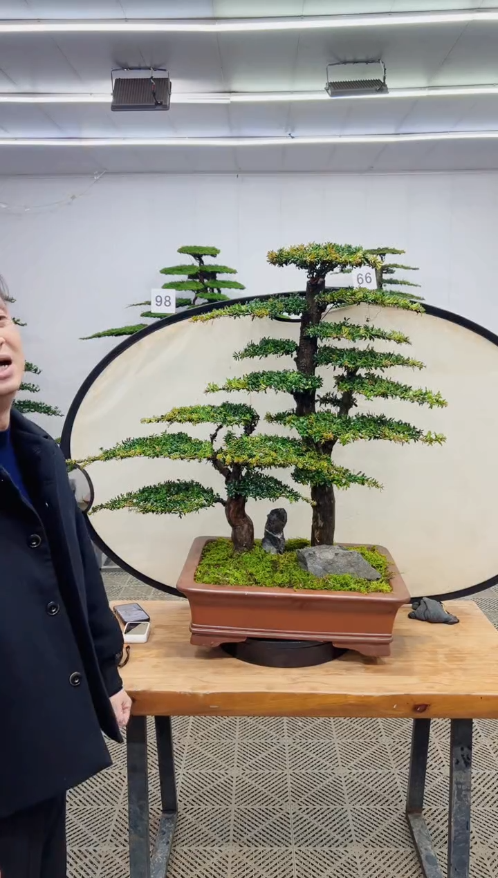 无花朵造型盆景一物一拍