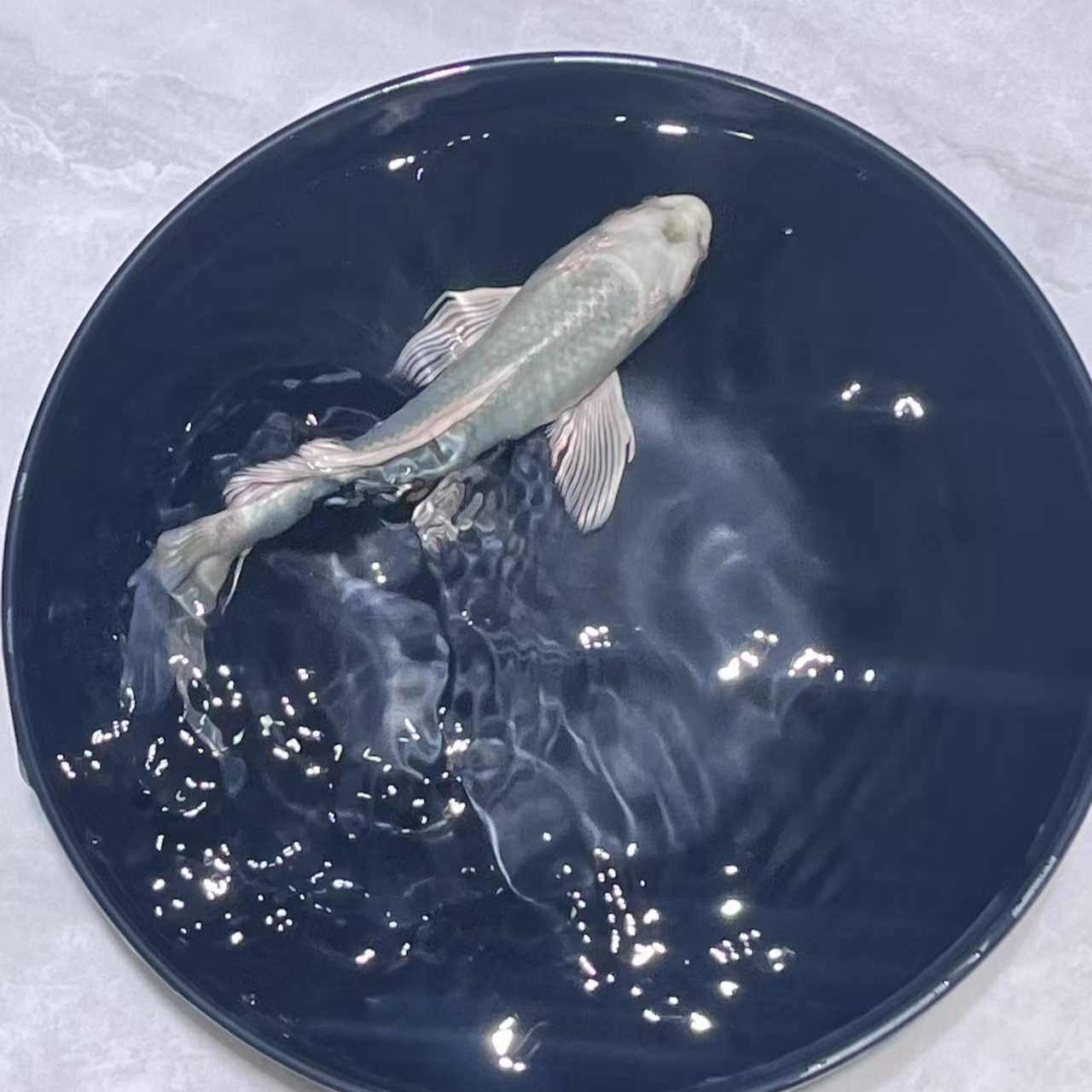 蝴蝶鲤锦鲤冷水鱼淡水鱼活体观赏鱼