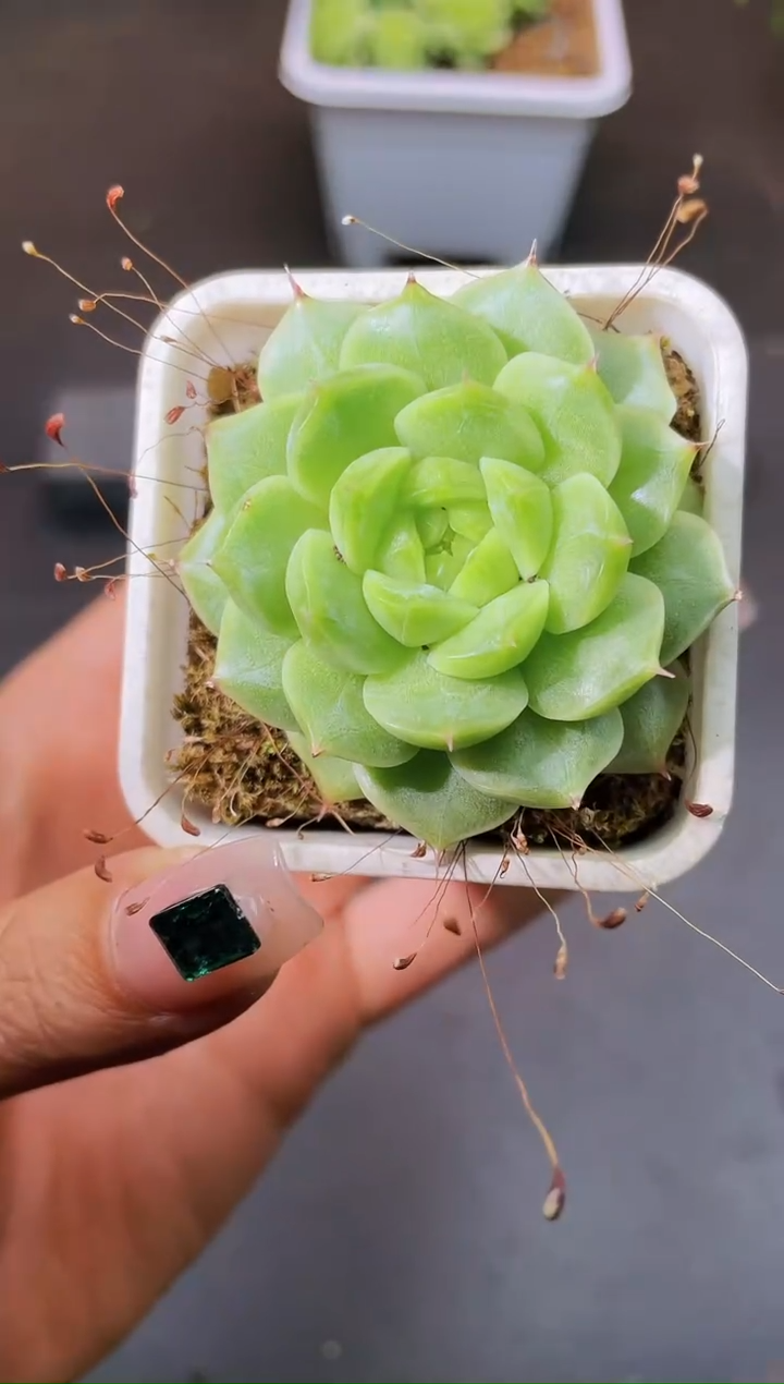 8121绿P糖      