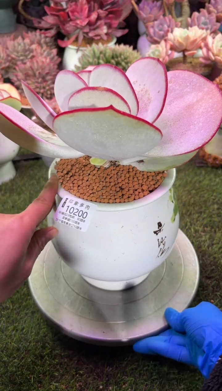 【闪购商品】10200