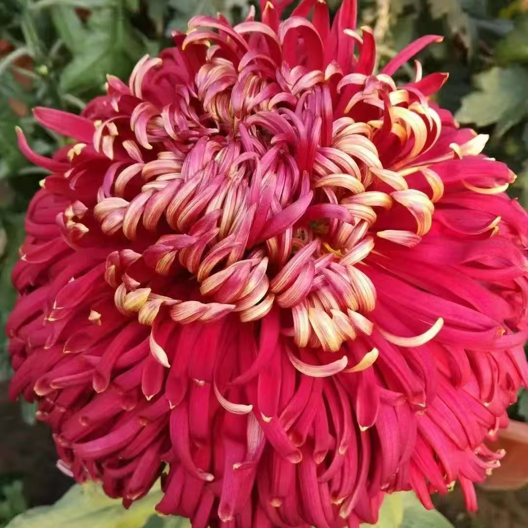 【花苞发货】[山海红潮]九月菊花苗大型花好养护简单耐寒耐旱