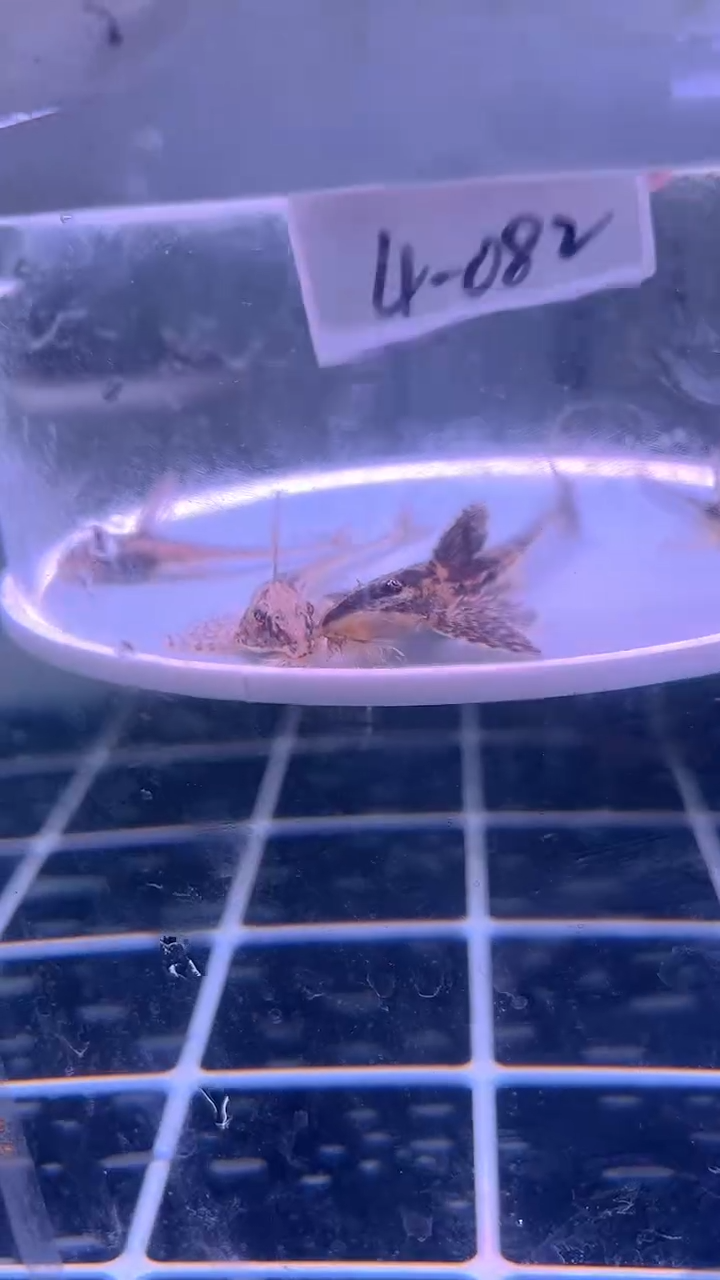 清道夫鱼4-082瑕疵直升机4条 尺寸5-8厘米