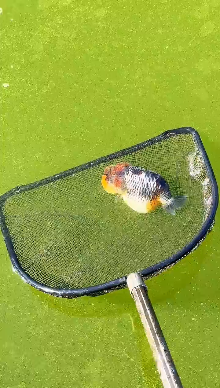 金鱼大*水娃娃观赏鱼兰寿金鱼  不包邮