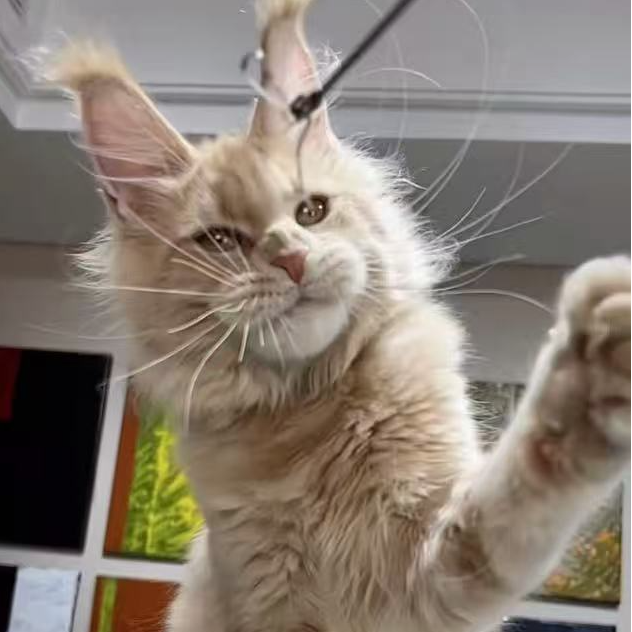 【B哥爱缅因猫】活体猫咪