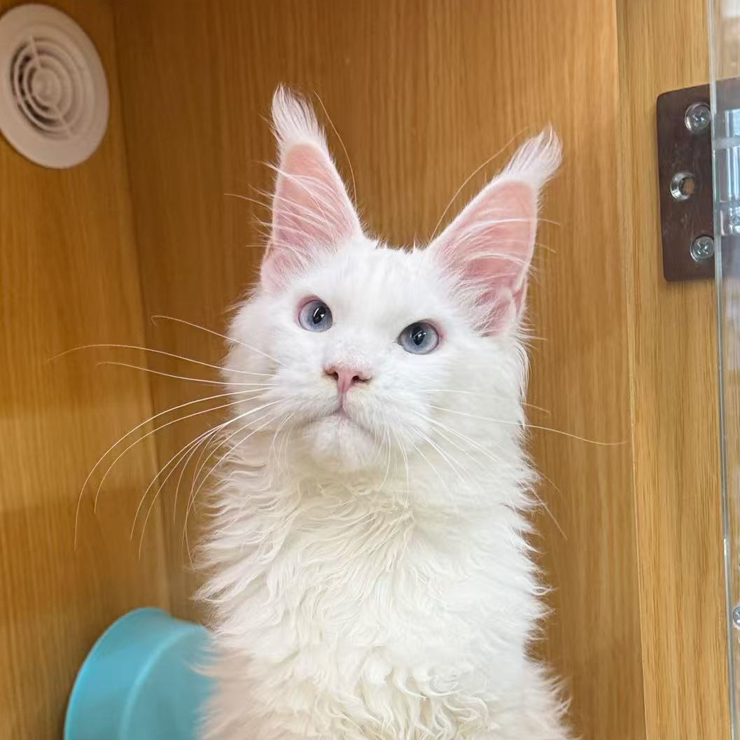 来了姊妹-纯白蓝眼缅因猫 弟弟 10153