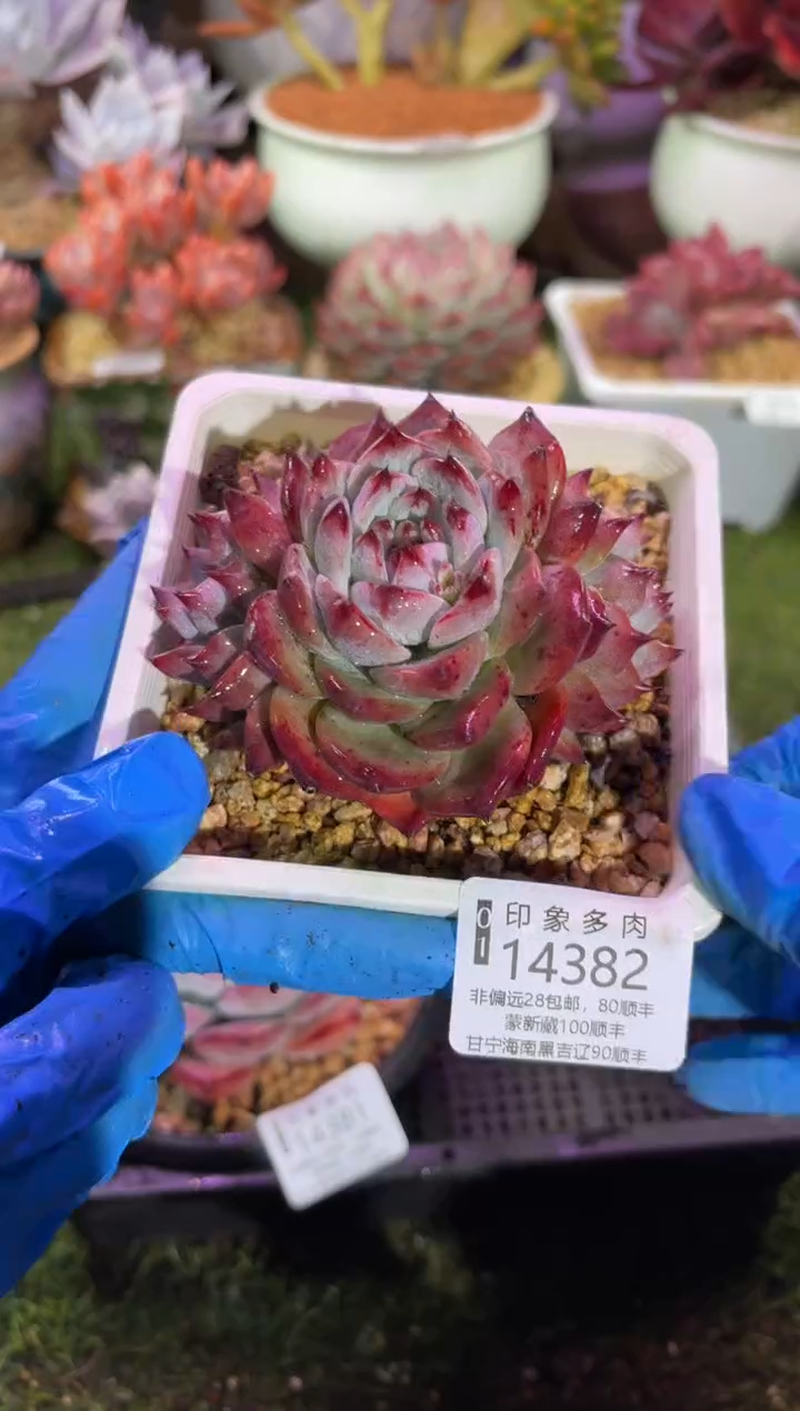 【闪购商品】14382