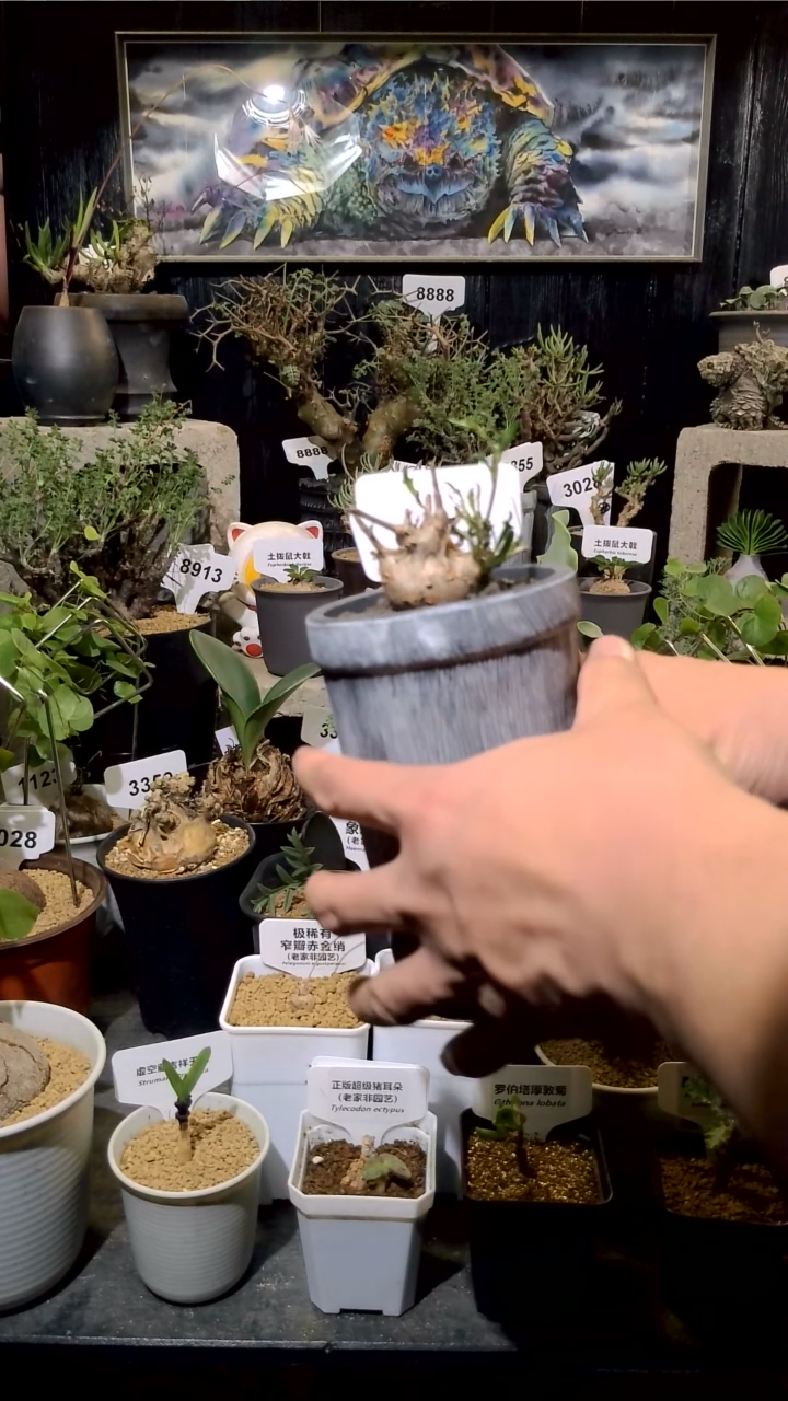 ✨****?9854号1129甄选曲茎厚墩菊