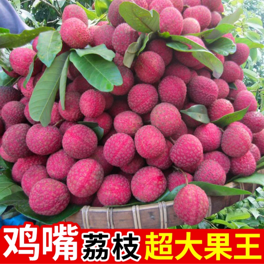 【顺丰次日达】正宗鸡嘴荔枝净果9斤核小肉厚荔枝新鲜水果现摘现发海南省