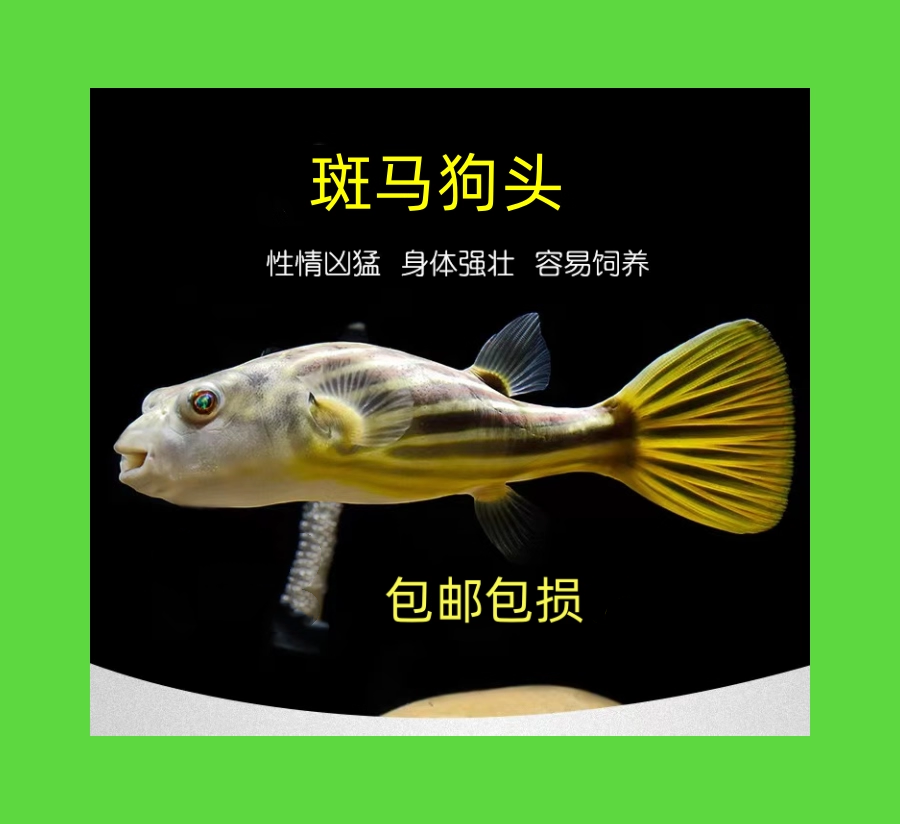 斑马狗头 河豚鱼斑狗头鱼苗热带鱼观赏鱼淡水河豚凶猛鱼苗活体