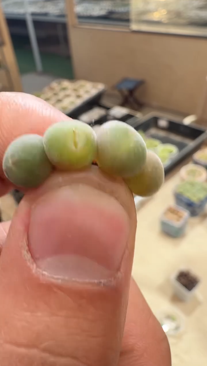 29多肉植物肉锥猫耳空蝉一颗