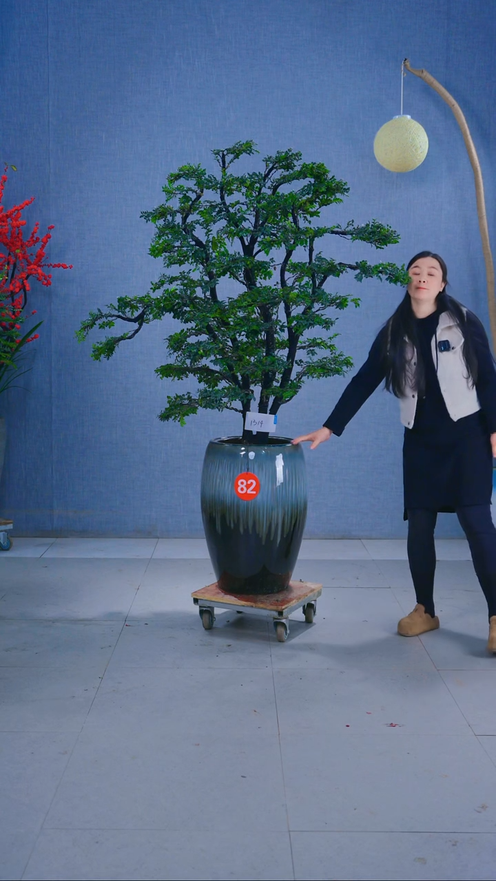 无花朵阿*82号盆链接