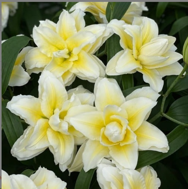 乔乔花屋1球露德维娜重瓣香水百合种球17/19cm百合球不带盆土现货