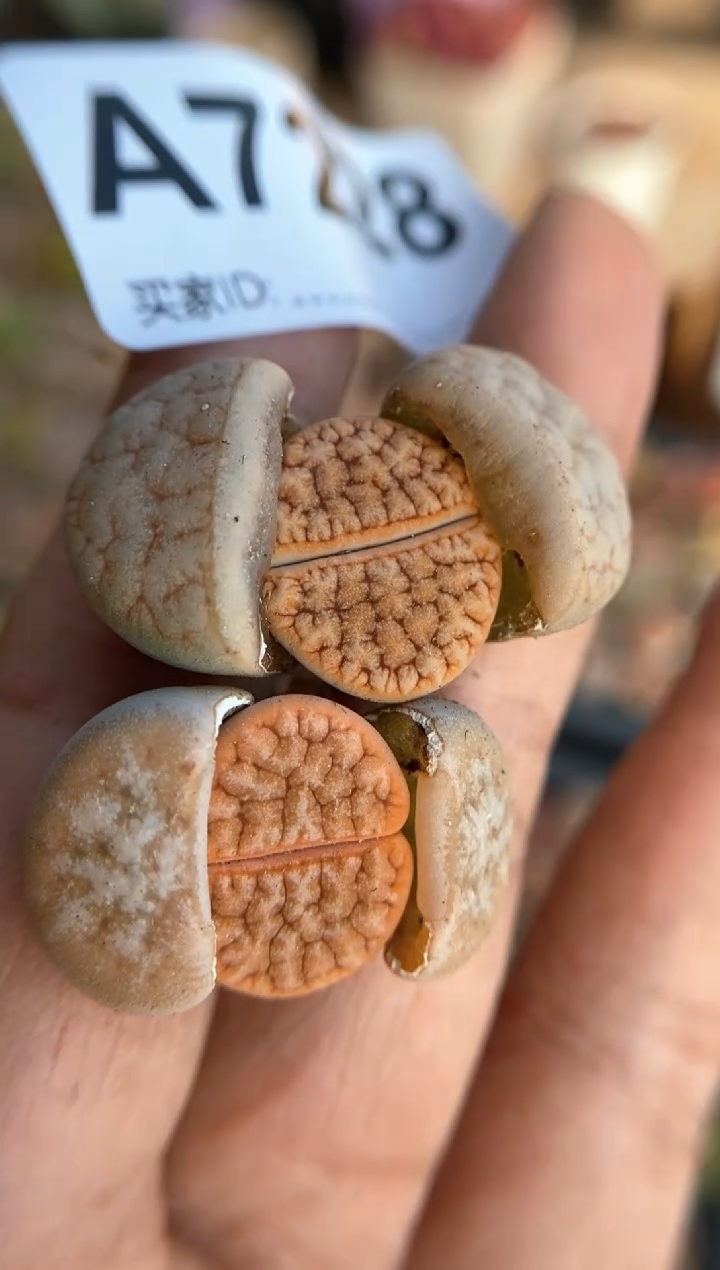 【闪购商品】7228直播间一物一拍