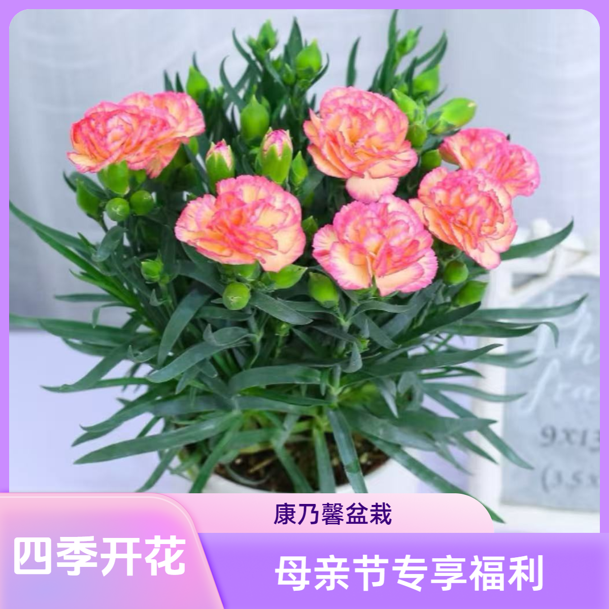 【母亲节专享】康乃馨盆栽四季开花适合室内外阳台庭院的绿植花卉