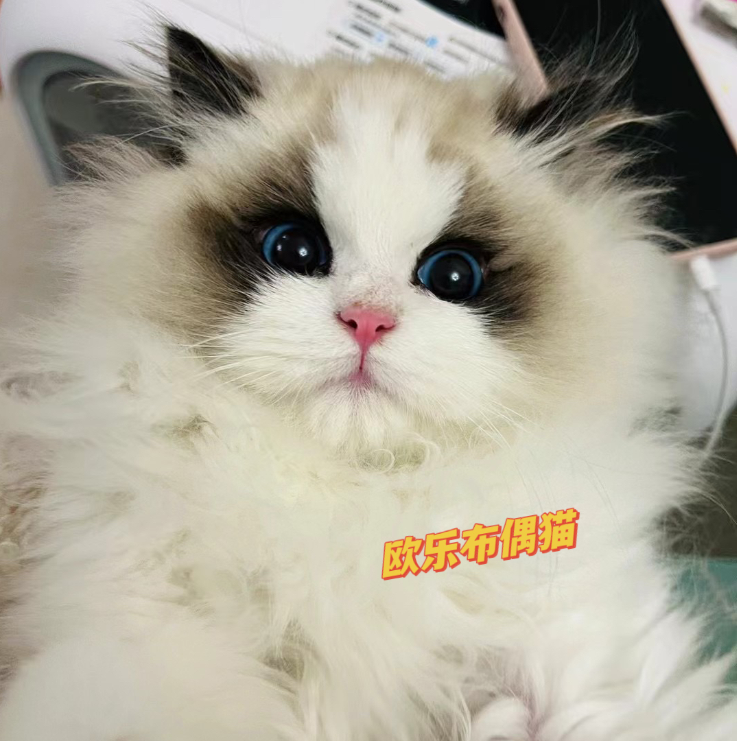 欧乐布偶猫活体全款链接