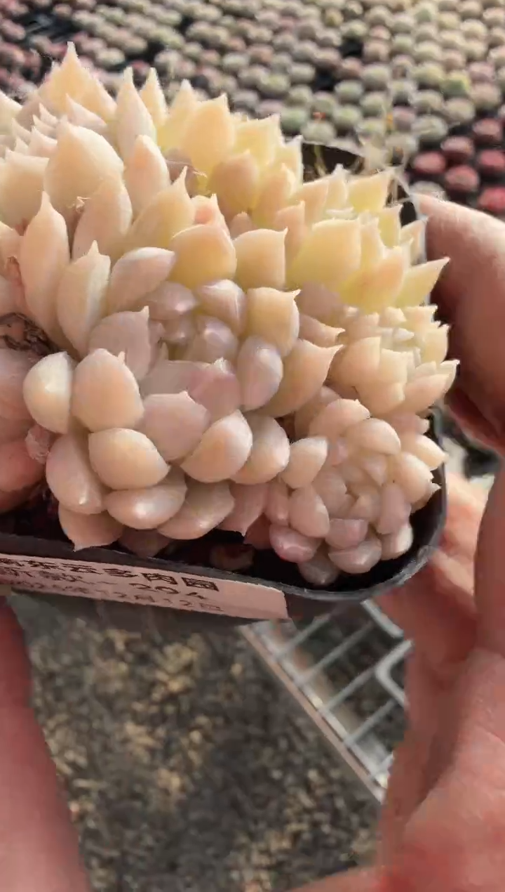 东云多肉园新款-294