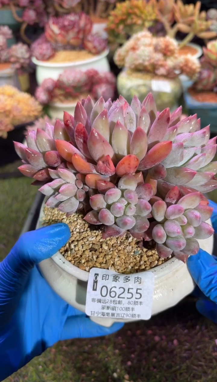 【闪购商品】06255