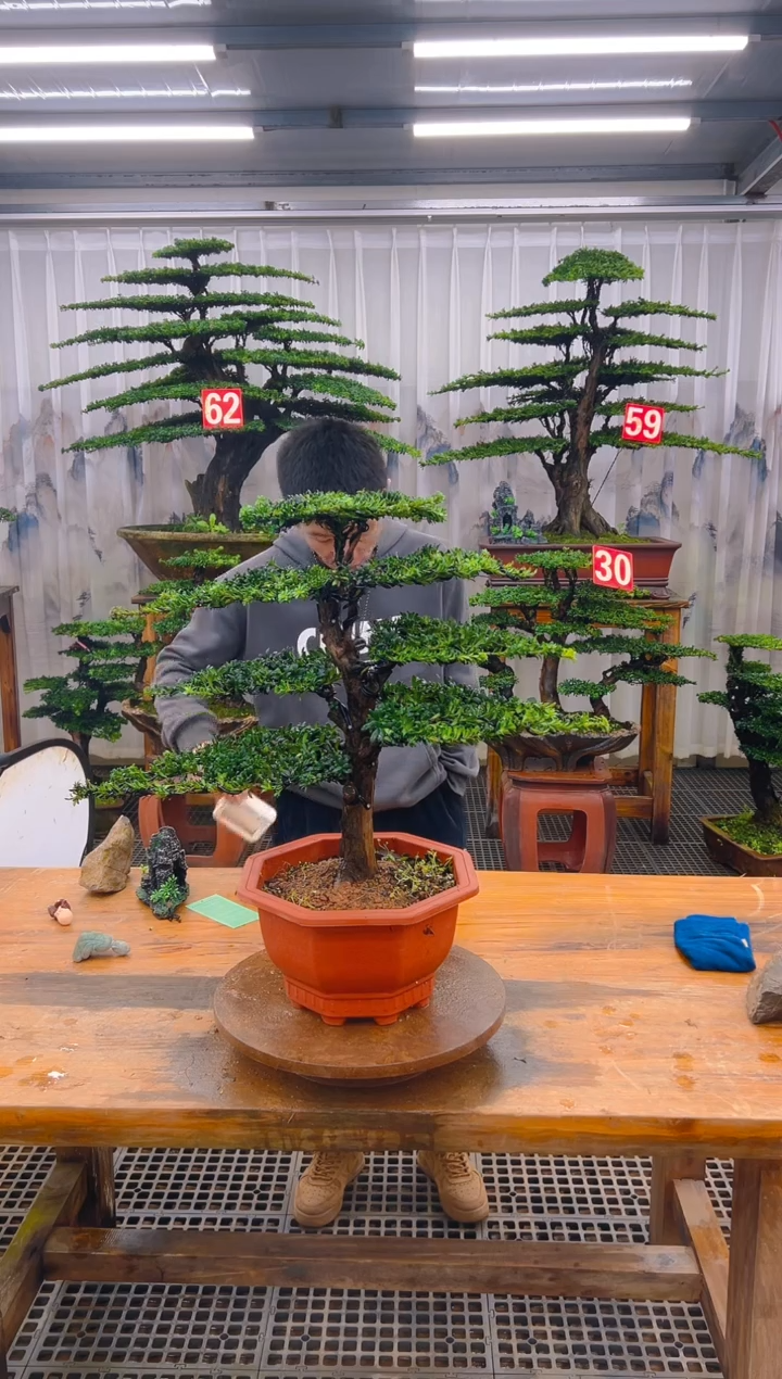 无花朵精品盆景直播间一物一拍