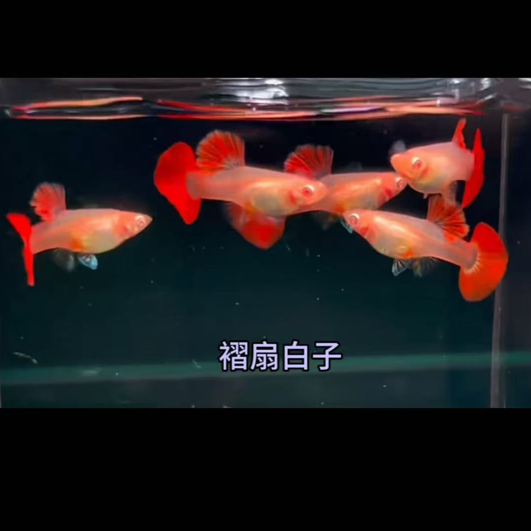小型热带观赏鱼 白子折扇 