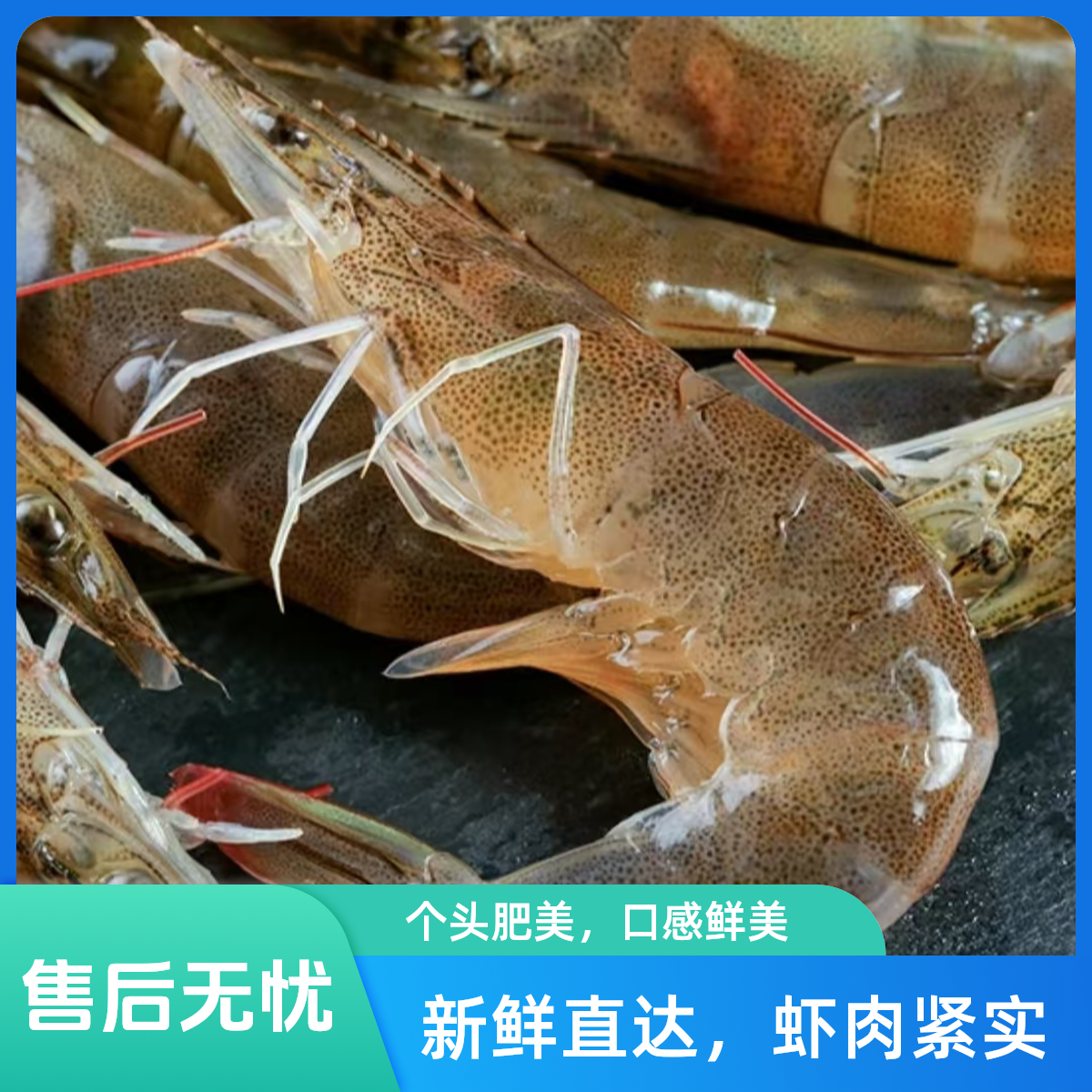 金叶优选&南美白虾  20-30