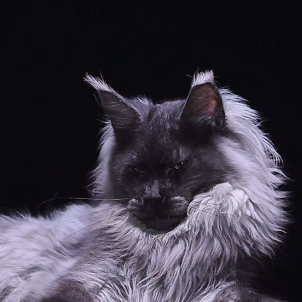 一菲家（十一的缅因猫舍）烟灰链接