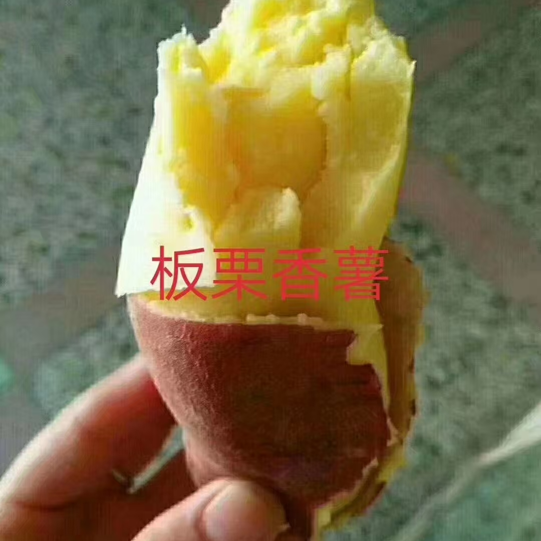 粉糯香甜板栗红薯桥头地瓜新鲜挖发货