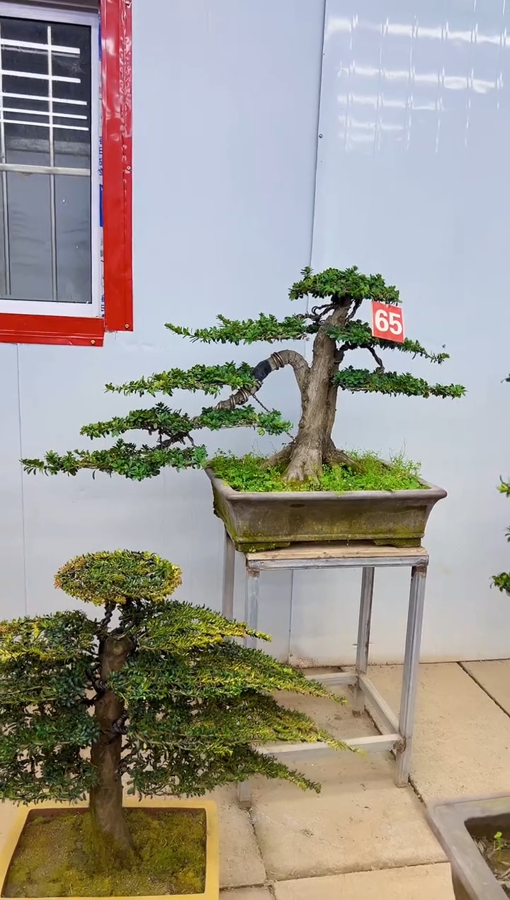 无花朵用****2一物一拍，所见即所得