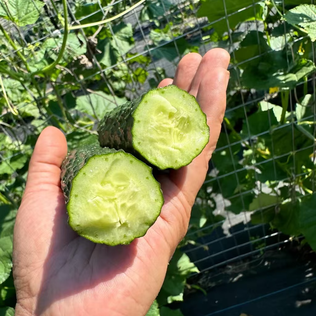 带刺黄瓜 蔬菜黄瓜（单根约4-5两）净重5斤