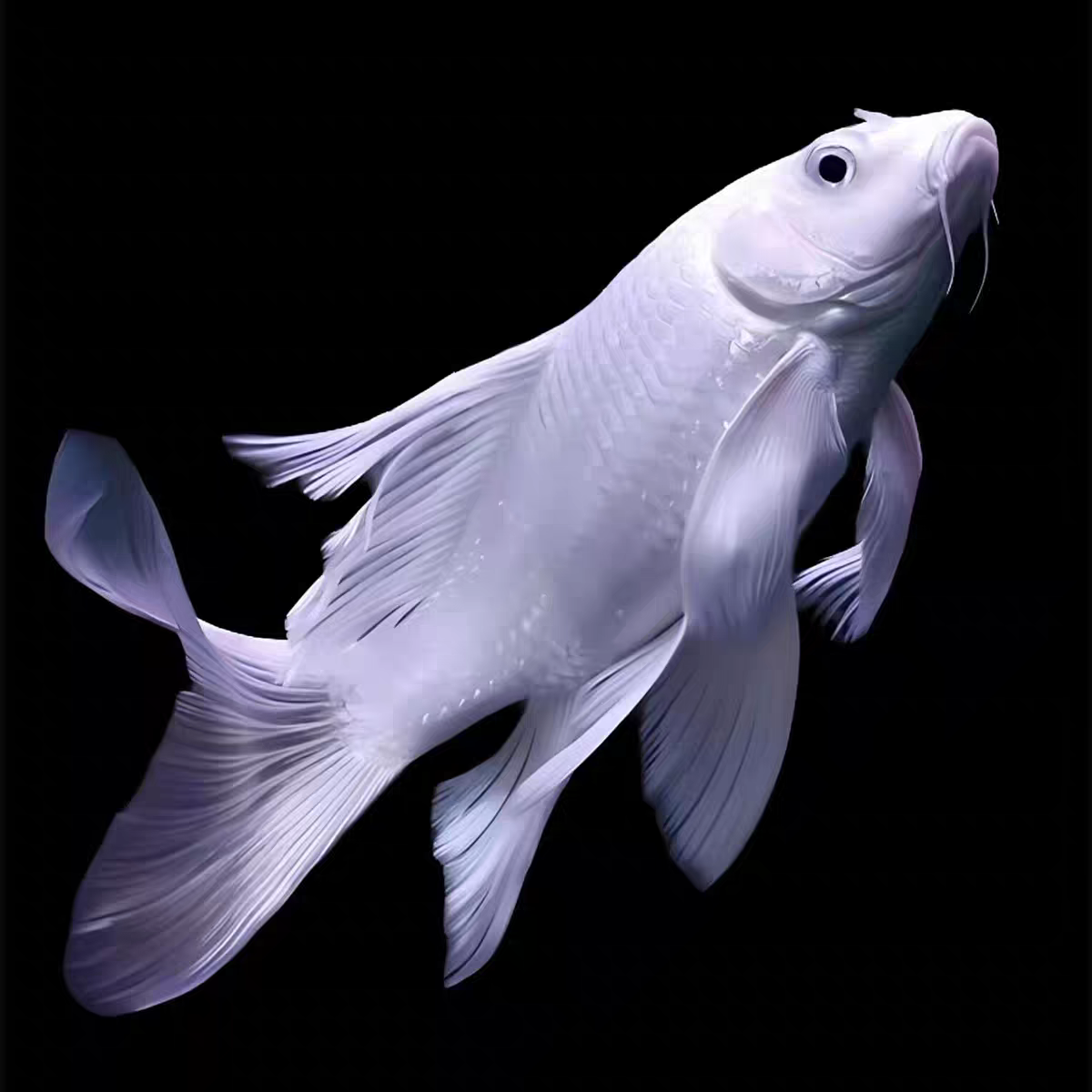 静静家白普白普（完美无瑕介意普身勿拍普身静静蝴蝶普身蝴蝶鲤