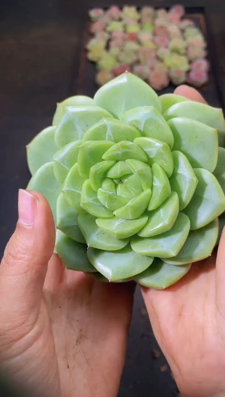 8560翡皇量拍随机发一个