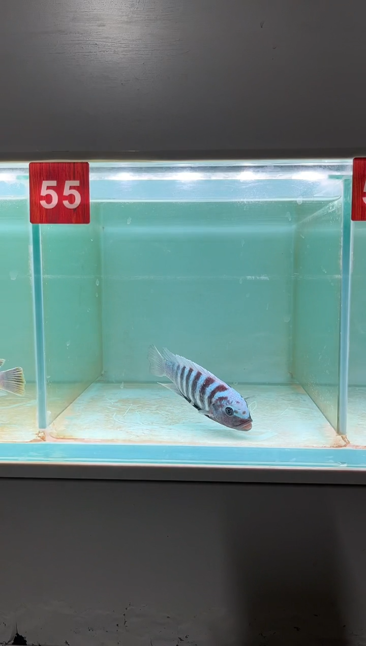 慈鲷鱼野生三湖慈鲷