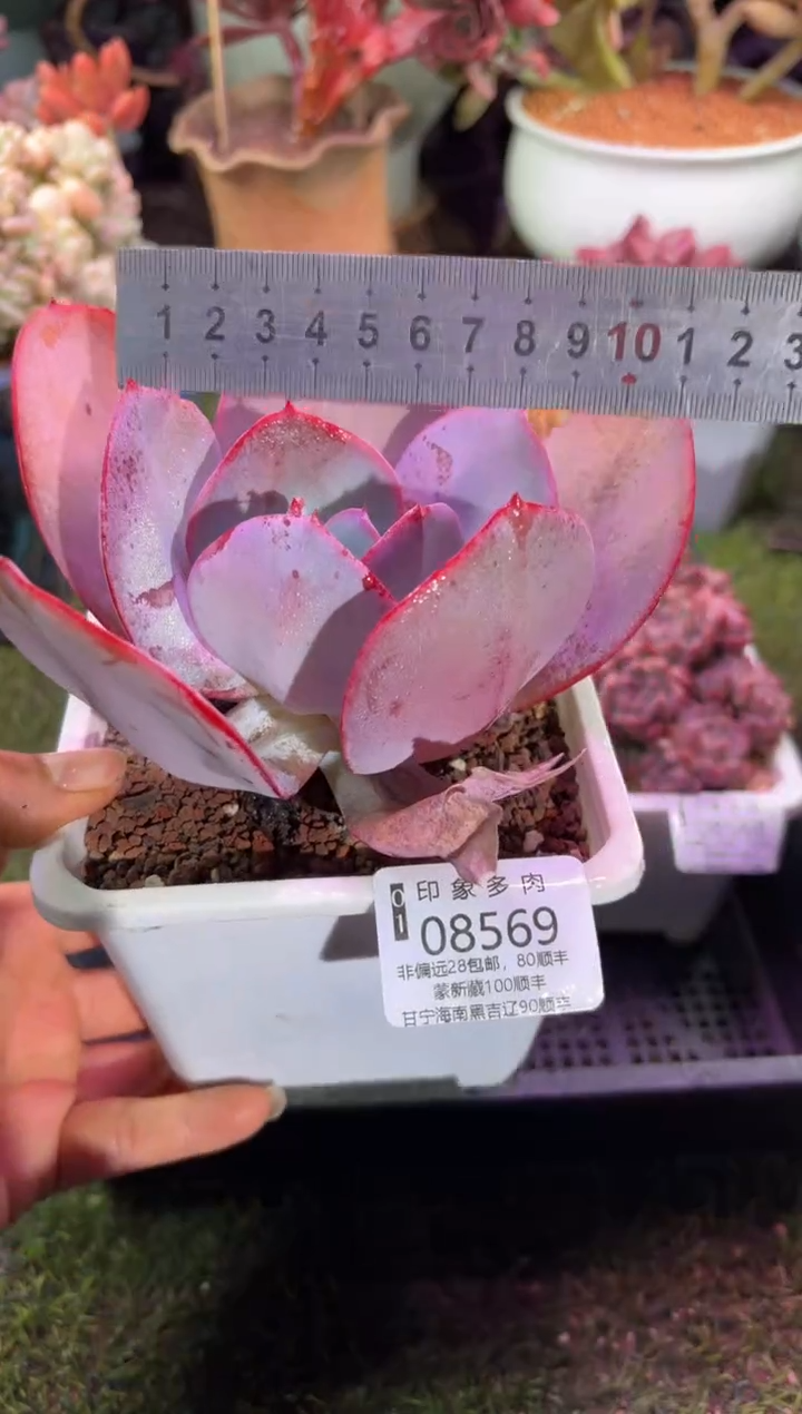 【闪购商品】08569