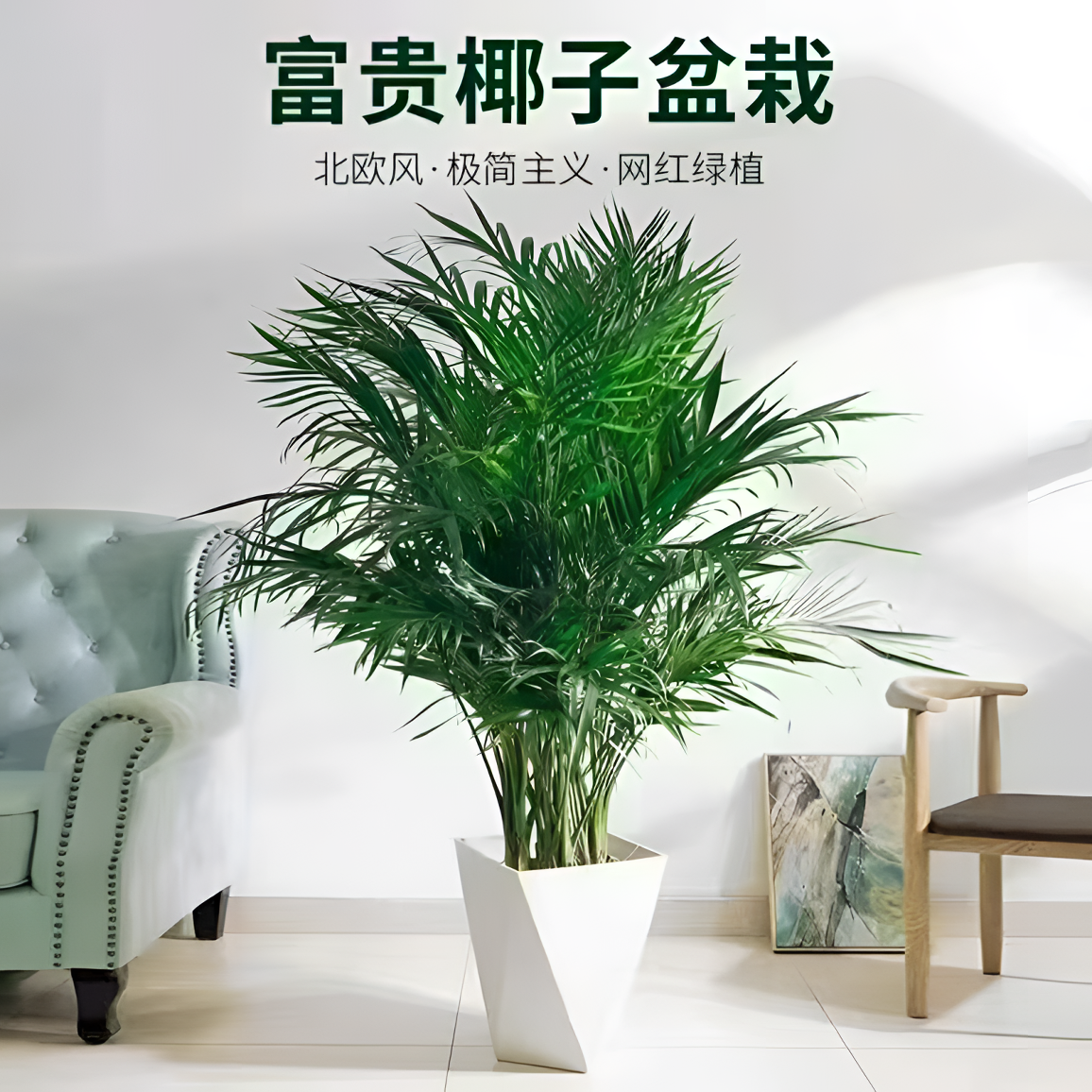 【1.2-1.4米】富贵椰子室内绿植正宗高档 办公室客厅散尾葵落地摆放