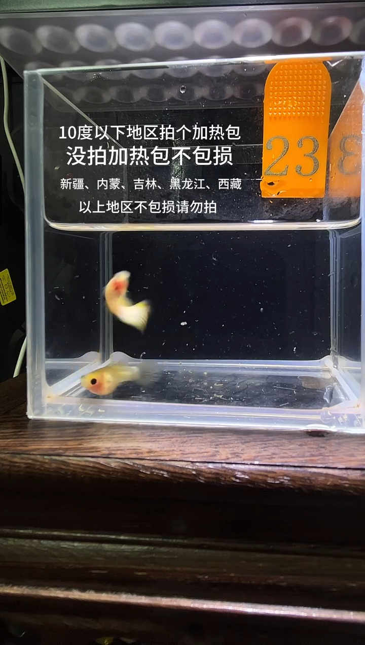 孔雀鱼幻彩玻璃猫短体编号23