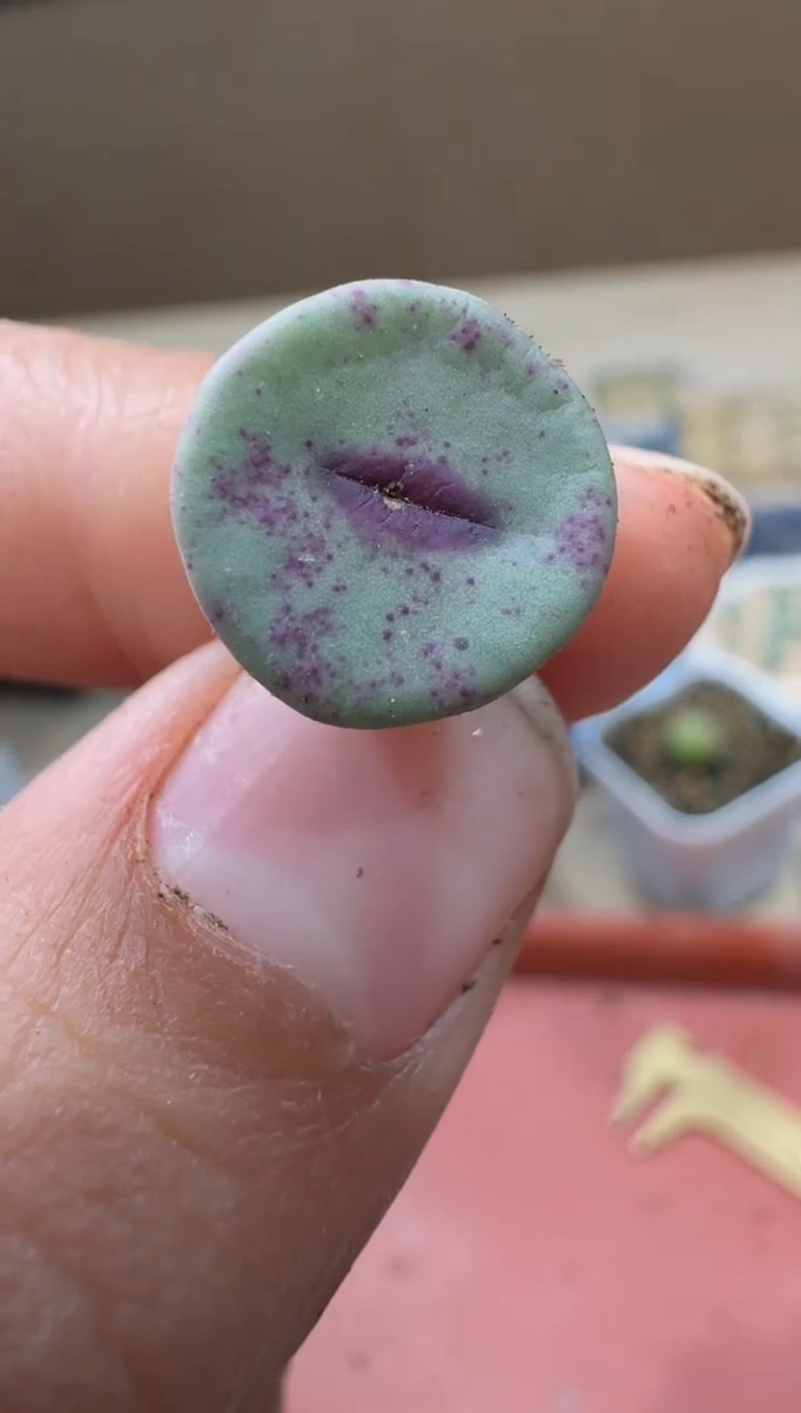 余*?多肉植物肉锥23-220 ts427