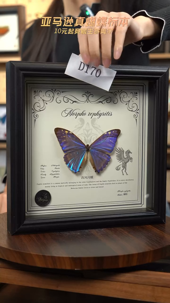 蝴蝶标本摆件竞拍d170