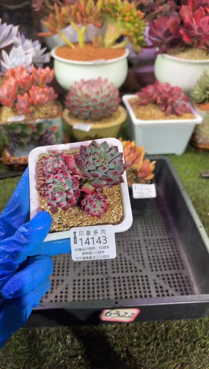 【闪购商品】14143