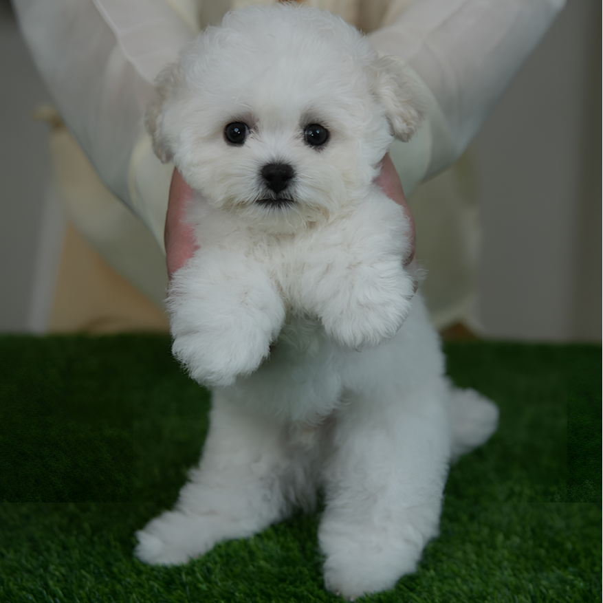 比熊萌萌韩系 韩版小体 精品可爱型