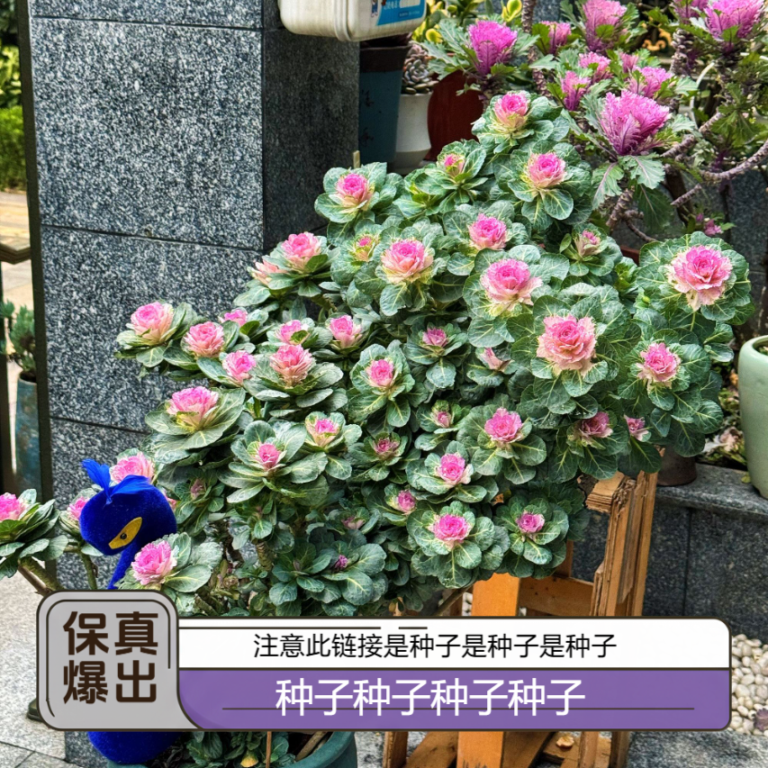 “花痴家！花痴自收羽衣甘蓝种子 ”混色200粒保底！品种丰富多样！！！！