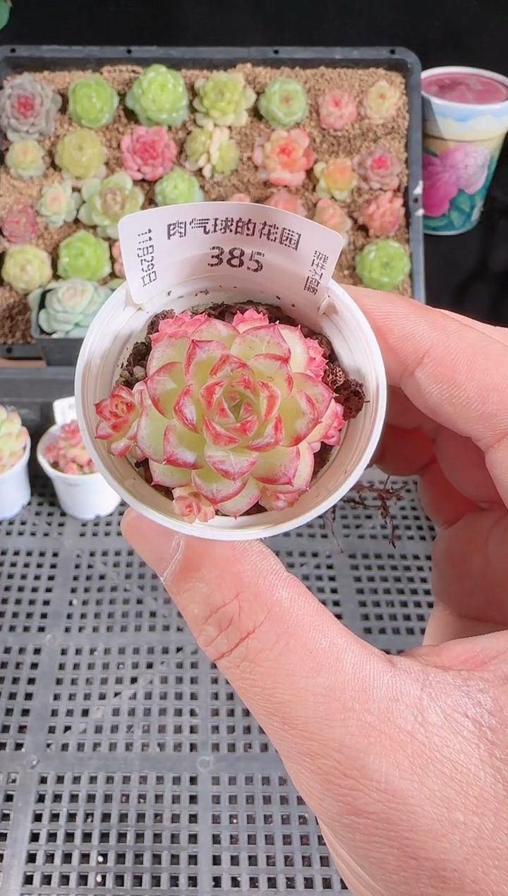多肉1129-385m1-401群生不包整